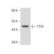 TTC4 Antibody (G-6) - Western Blotting - Image 283621 