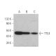 TTC4 Antibody (G-6) - Western Blotting - Image 372810 