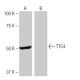 TTC4 Antibody (TR-L6) - Western Blotting - Image 65084