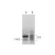 TTF/Transcription Termination Factor/TTF1 Antibody (A-5) - Western Blotting - Image 312013