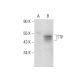 TTP Antibody (H-12) - Western Blotting - Image 309529 