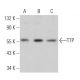 TTP Antibody (H-12) - Western Blotting - Image 361593 