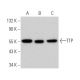 TTP Antibody (H-12) - Western Blotting - Image 361595