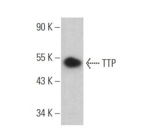 TTP Antibody (H-8) - Western Blotting - Image 374363 