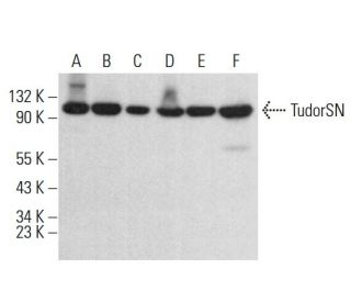 TudorSN Antibody (C-9) - Western Blotting - Image 383075 