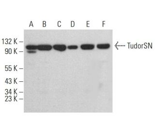 TudorSN Antibody (F-5) - Western Blotting - Image 383084 