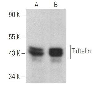 Tuftelin Antibody (G-11) - Western Blotting - Image 369362 