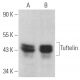 Tuftelin Antibody (G-11) - Western Blotting - Image 369362 