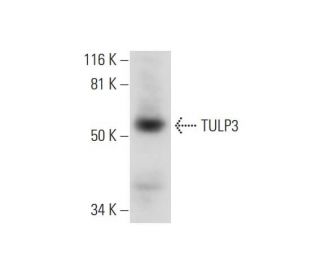 TULP3 Antibody (H-10) - Western Blotting - Image 295791 