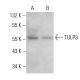 TULP3 Antibody (H-10) - Western Blotting - Image 376251