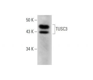 TUSC3 Antibody (D-9) - Western Blotting - Image 289840 