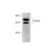 TUSC3 Antibody (D-9) - Western Blotting - Image 289840 