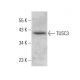 TUSC3 Antibody (D-9) - Western Blotting - Image 379825