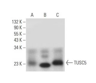 TUSC5 Antibody (B-4) - Western Blotting - Image 314119 