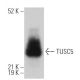 TUSC5 Antibody (C-5) - Western Blotting - Image 366791