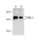 TWIK-2 Antibody (H-6) - Western Blotting - Image 155811 