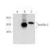 Twinfilin-2 Antibody (F-2) - Western Blotting - Image 318421