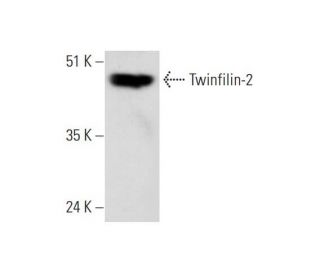 Twinfilin-2 Antibody (F-2) - Western Blotting - Image 323775 