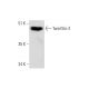 Twinfilin-2 Antibody (F-2) - Western Blotting - Image 323775 