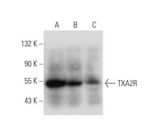 TXA2R Antibody (G-2) - Western Blotting - Image 333741Each CRISPR/Cas9 Knockout (KO) Plasmid product consists of a pool of 3 plasmids designed to ensure identification and cleavage of a specific gene for maximum knockout efficiency. Each plasmid encodes a unique 20 nt sequence derived from the GeCKO (v2) library.
