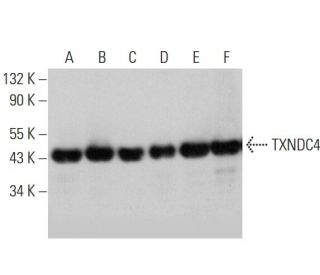 TXNDC4 Antibody (E-6) - Western Blotting - Image 346445 