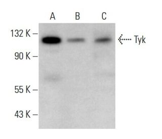Tyk 2 Antibody (C-8) - Western Blotting - Image 376135 