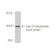 Type II 4-phosphatase Antibody (3F2) - Western Blotting - Image 348978