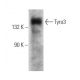 Tyro3 Antibody (A-7) - Western Blotting - Image 356301 