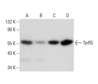 TyrRS Antibody (A-10) - Western Blotting - Image 297979 