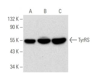 TyrRS Antibody (F-8) - Western Blotting - Image 298562 