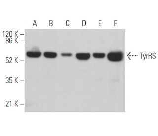 TyrRS Antibody (H-11) - Western Blotting - Image 362992 