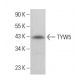 TYW5 Antibody (F-1) - Western Blotting - Image 377118