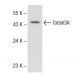 U-87 MG Cell Lysate: sc-2411. Western blot analysis of Torsin3A...