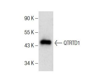QTRTD1 Antibody (B-11) - Western Blotting - Image 283892 