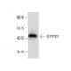 QTRTD1 Antibody (B-11) - Western Blotting - Image 283892 