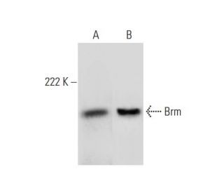 U-937 nuclear extract: sc-2156. Western blot analysis of Brm expression... 