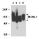 U-937 + PMA Cell Lysate: sc-2296. Western blot analysis of...