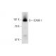 U-937 + TNF alpha Cell Lysate: sc-2297. Western blot analysis of... 