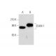 U-937 + TNF alpha Cell Lysate: sc-2297. Western blot analysis of...