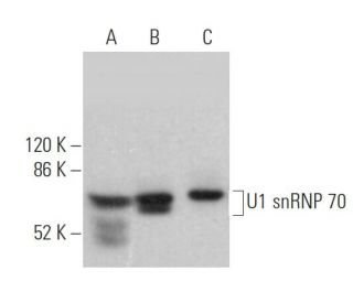 U1 snRNP 70 Antibody (C-3) - Western Blotting - Image 373590 