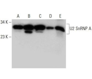 U2 SnRNP A Antibody (B-3) - Western Blotting - Image 309752 
