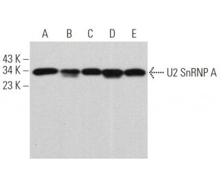 U2 SnRNP A Antibody (B-6) - Western Blotting - Image 366159