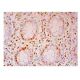 U2 snRNP A Antibody (E-12) - Immunohistochemistry - Image 302547 