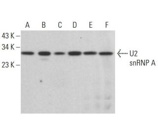 U2 snRNP A Antibody (E-12) - Western Blotting - Image 382610