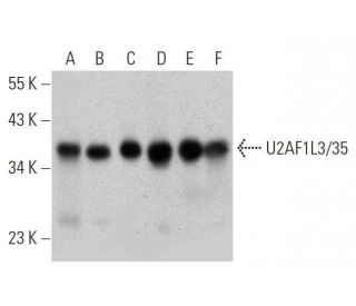 U2AF1L3/35 Antibody (D-4) - Western Blotting - Image 359452 
