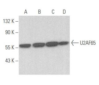 U2AF65 Antibody (D-8) - Western Blotting - Image 355721 