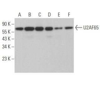 U2AF65 Antibody (C-8) - Western Blotting - Image 363194