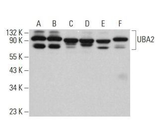 UBA2 Antibody (B-6) - Western Blotting - Image 382781 