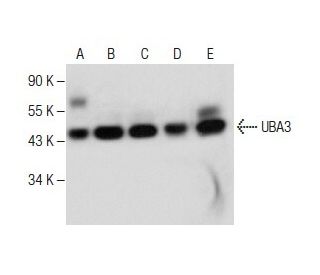 UBA3 Antibody (E-5) - Western Blotting - Image 282582 