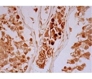 UBA3 Antibody (F-10) - Immunohistochemistry - Image 293510 